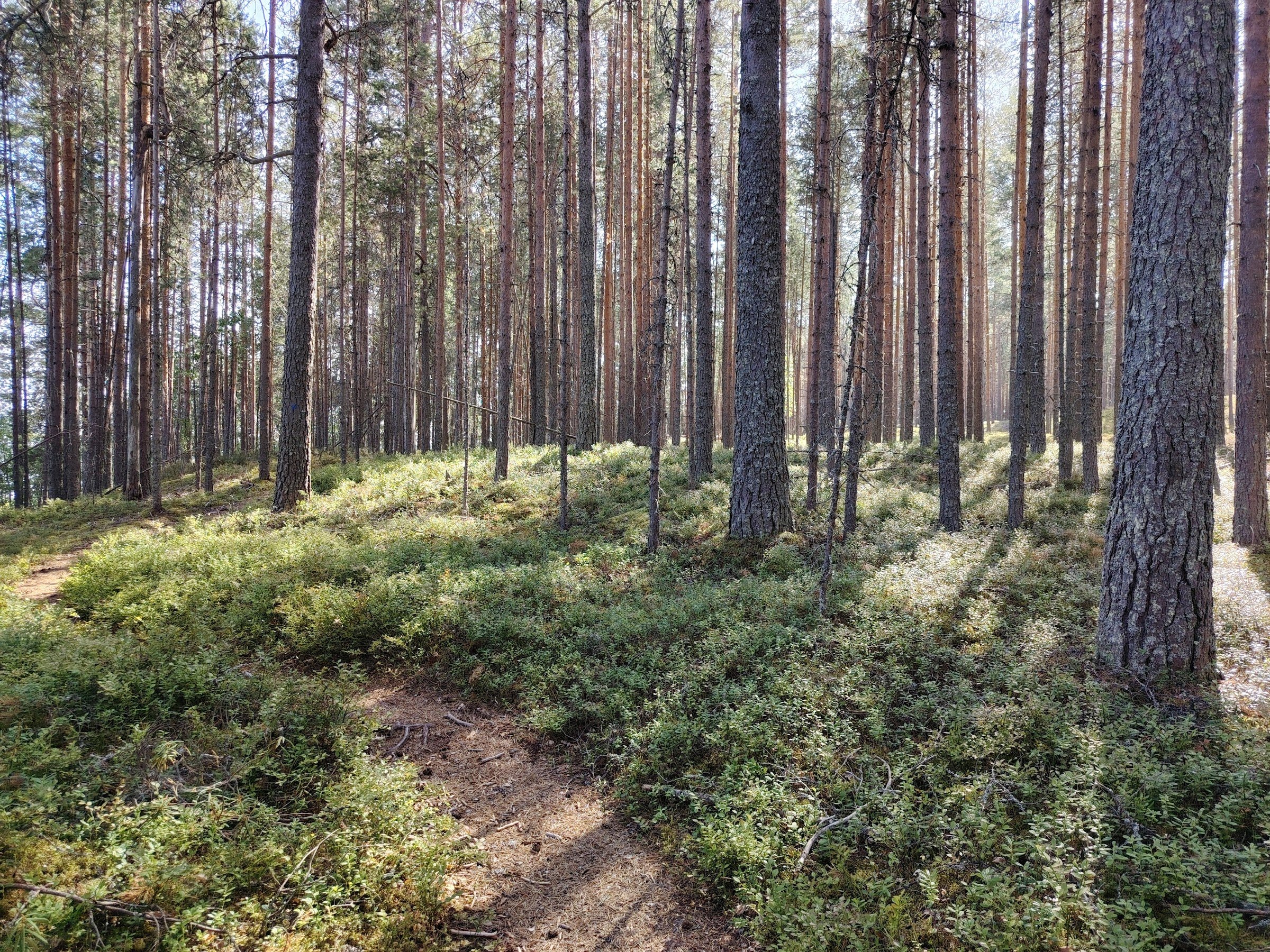 Makkaraniemi Trail (Manamansalon Makkaraniemen reitti)